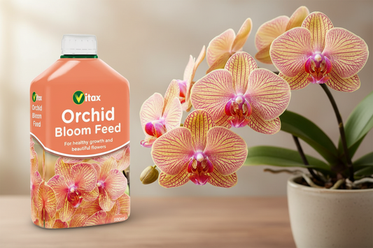 Vitax Orchid Bloom Feed | Highly Concentrated | 1 x 500ml