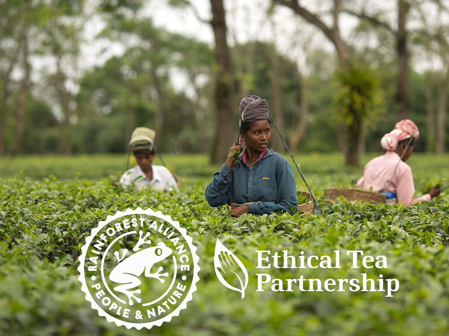 Tetley 80s 2-Cup Tea Bags Retail 250g - UK BUSINESS SUPPLIES