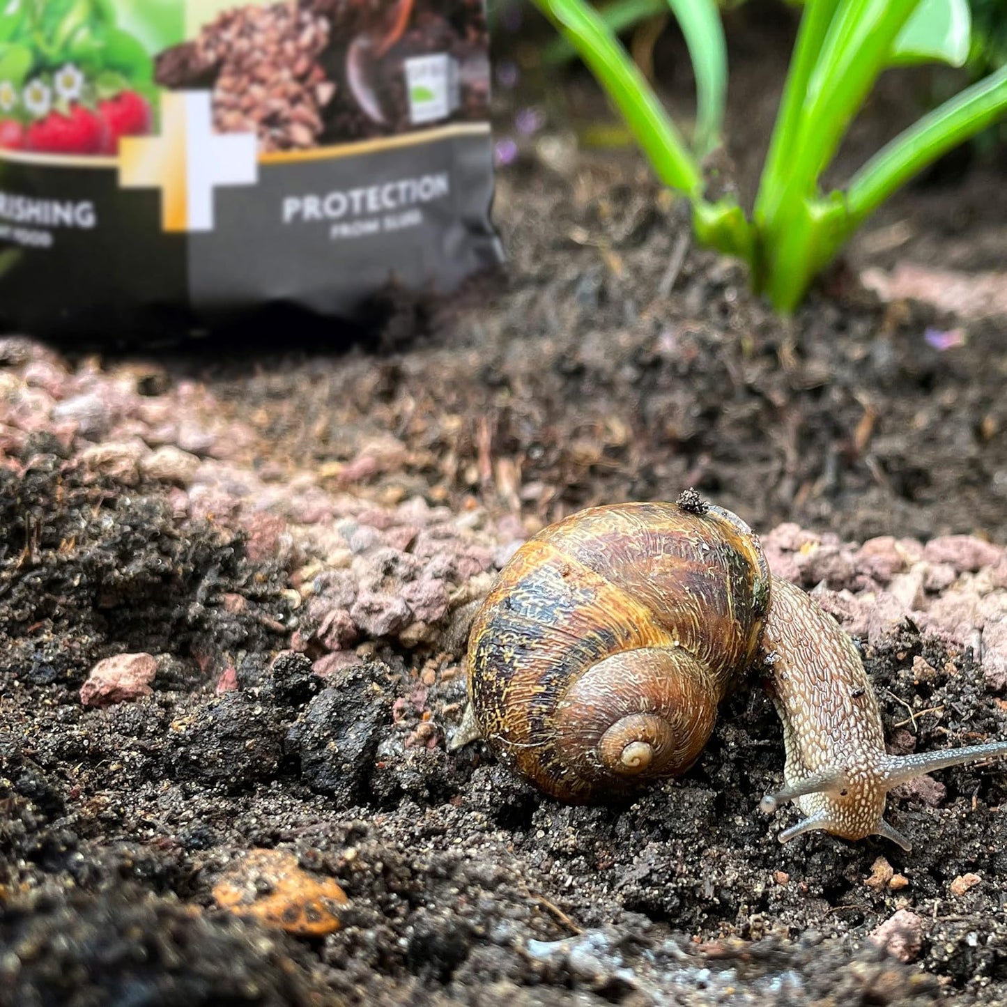 Miracle Gro 2in1 Nourish & Protect Slug 1kg