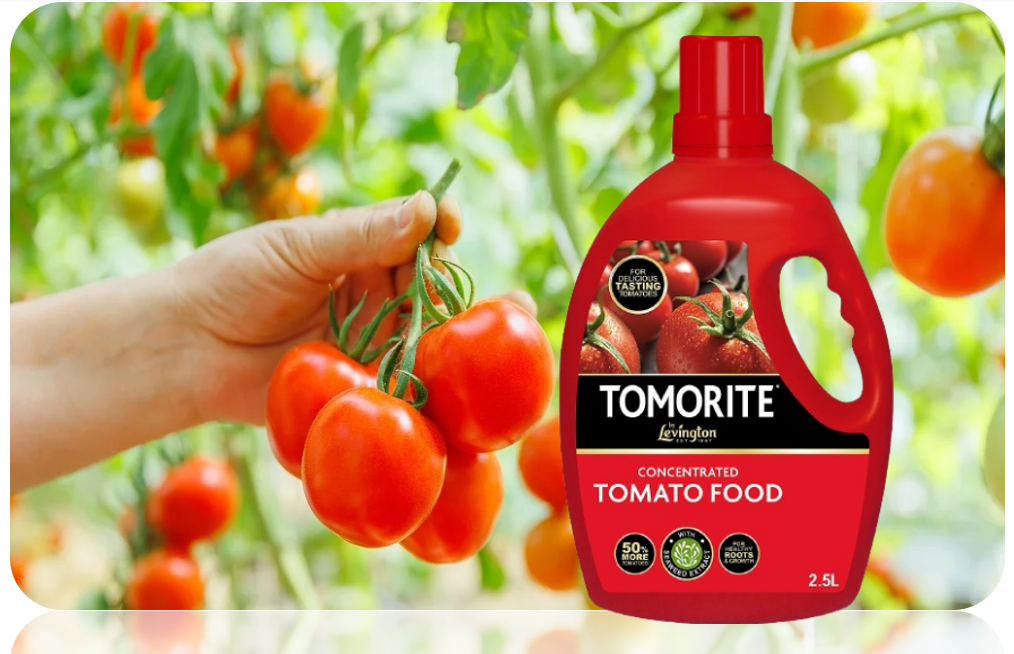 Levington Tomorite Highly Concentrated Plant Food, 2.5 Litre