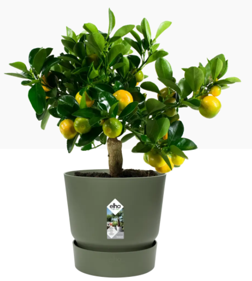 Elho Greenville Round Pot & Base LEAF GREEN 25cm