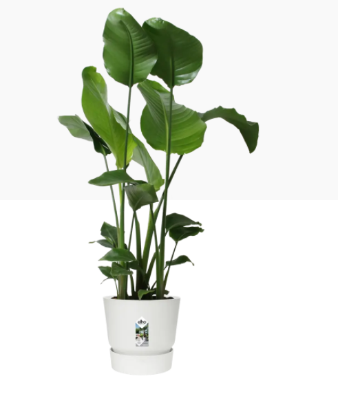 Elho Greenville Round Pot & Base WHITE 30cm