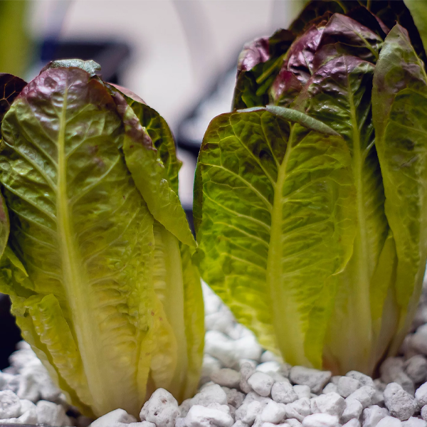 Lava-Lite Hydro Gro+ 3 Litre