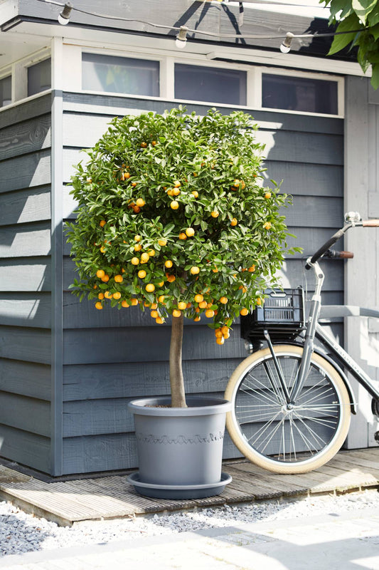 Elho Cilindro X/Large Wheeled Flower Pot 58cm ANTHRACITE