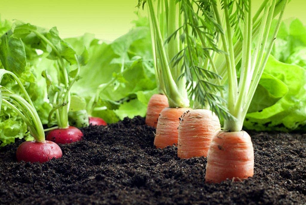 New Horizon All Vegetable Compost 50 Litre