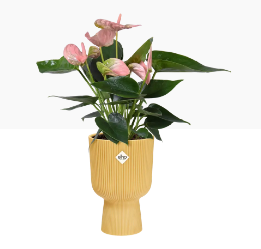 GARDEN & PET SUPPLIES - Elho Vibes Fold Coupe Display Pot 14cm BUTTER YELLOW