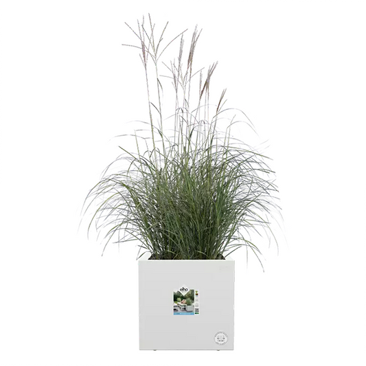 Elho Vivo Next White Square Planter 30cm
