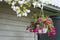 Fixtures White Garden Hanging Basket 25cm x 16cm