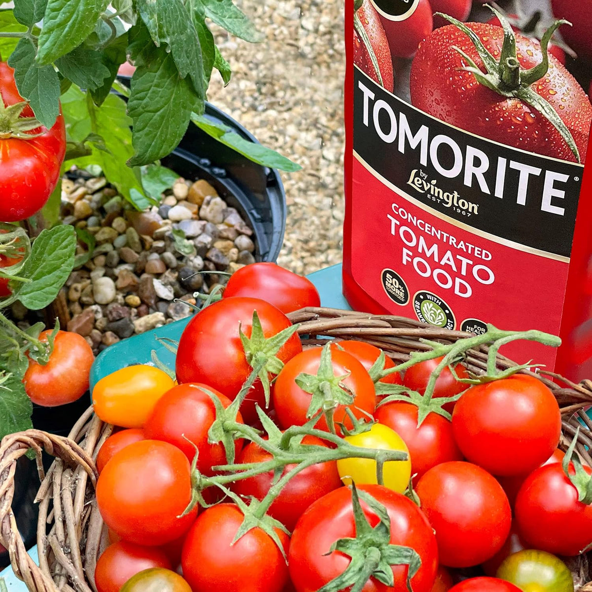 Levington Tomorite Highly Concentrated Plant Food, 2.5 Litre
