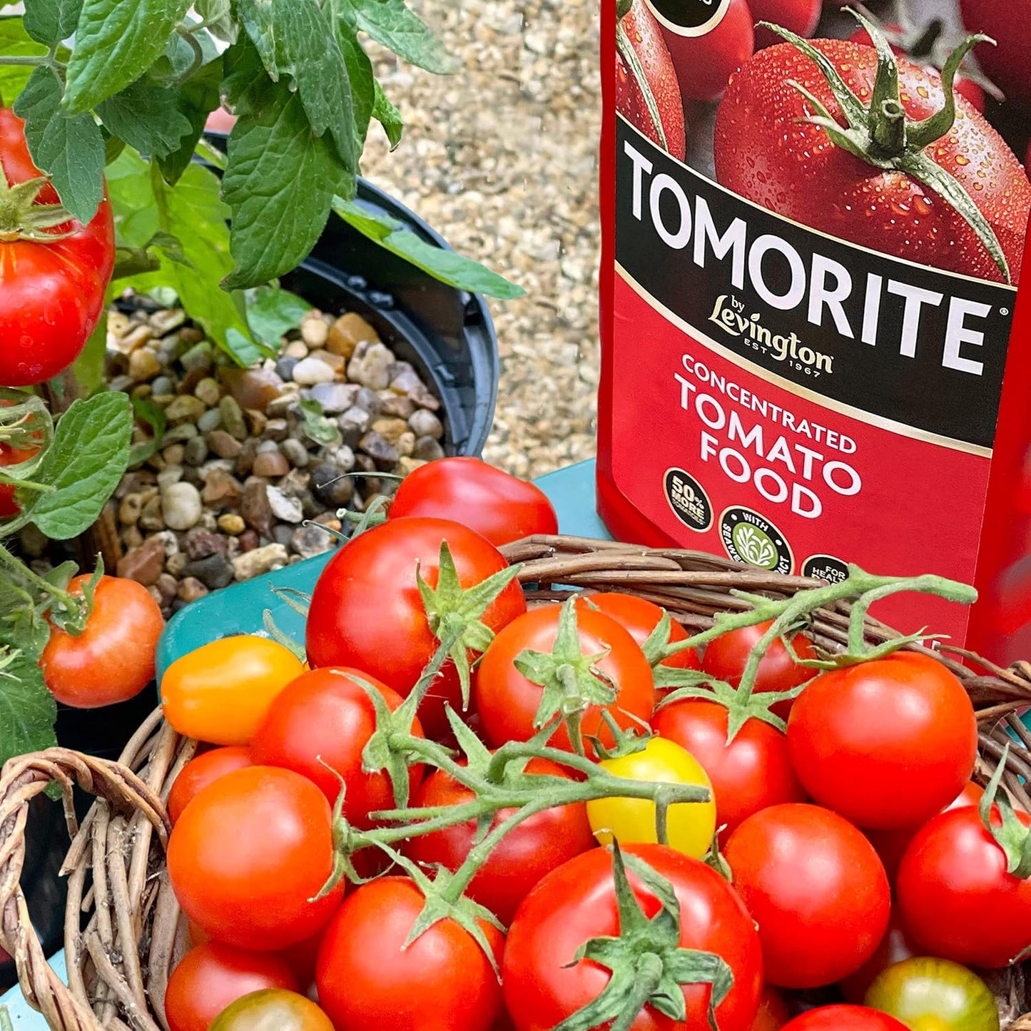 Levington Tomorite Highly Concentrated Plant Food, 2.5 Litre
