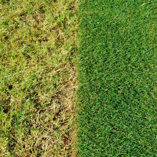 Miracle-Gro Healthy Lawn Food | Green in a Week | 140m2