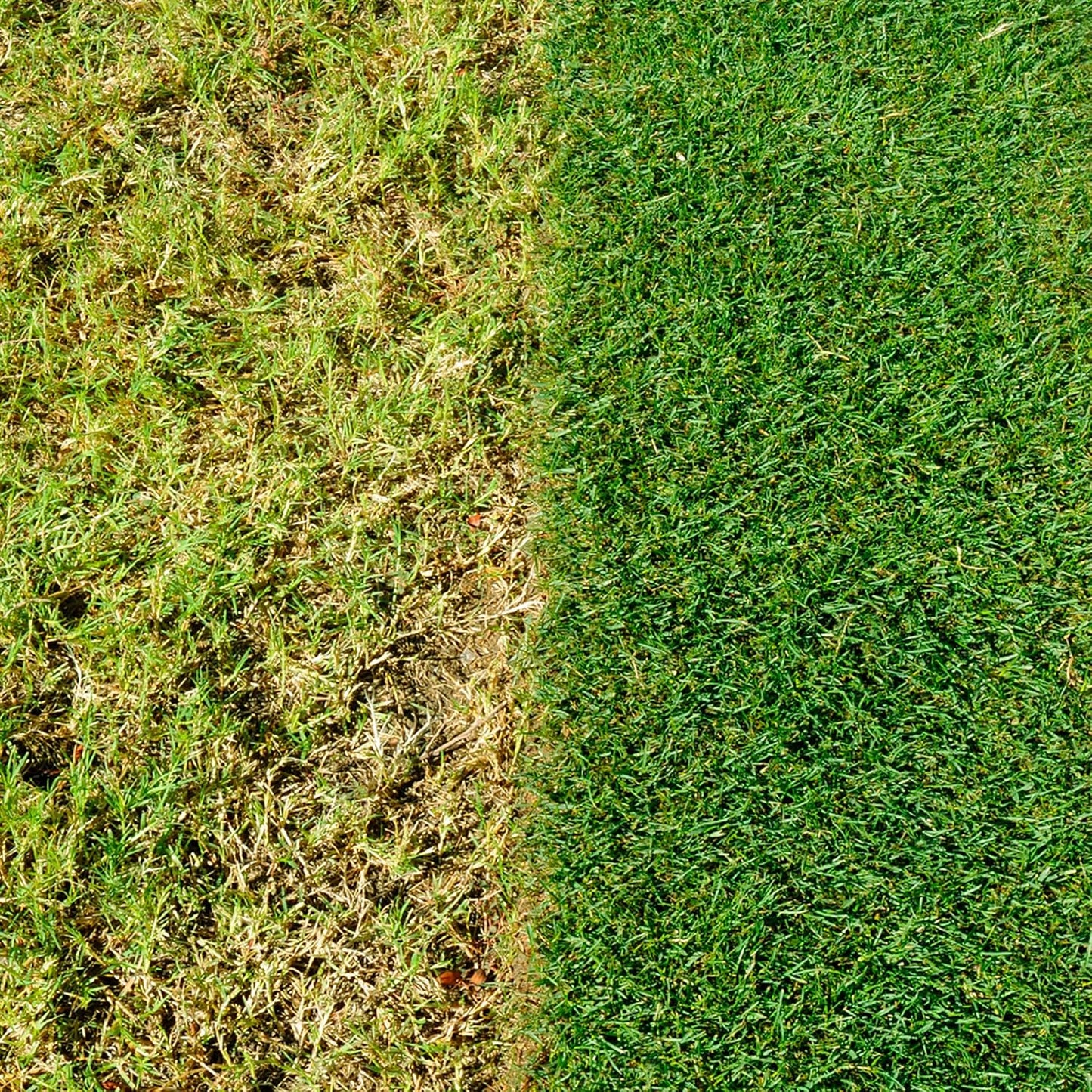 Miracle-Gro Healthy Lawn Food | Green in a Week | 140m2
