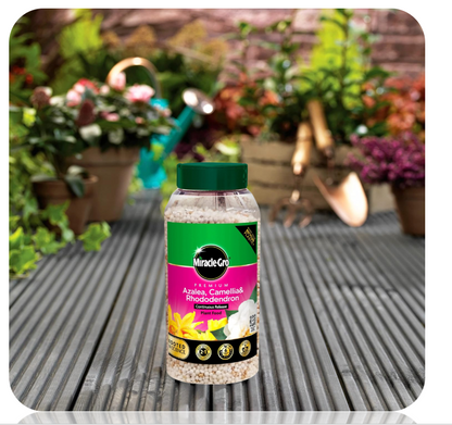 Miracle-Gro Premium Azalea, Camellia & Rhododendron Continuous Release Plant Food 900g