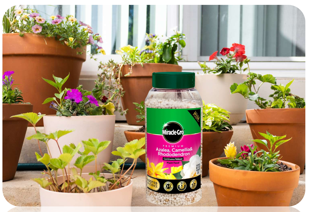 Miracle-Gro Premium Azalea, Camellia & Rhododendron Continuous Release Plant Food 900g