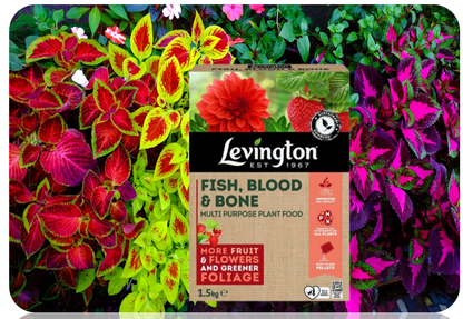Levington Fish, Blood & Bone Multi Purpose Plant Food 1.5kg.