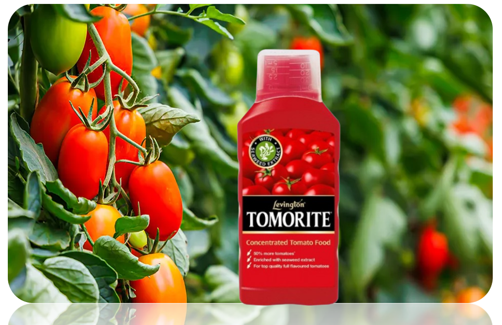 Tomato Fertiliser Feed Levington Tomorite 500ml Grow More Tomato Fast Acting