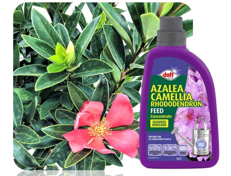 Doff Azalia, Camellia, Rhododendron Concentrated Liquid Feed 1L