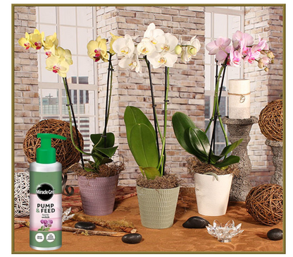 Miracle-Gro Pump & Feed ORCHID Liquid Plant Food 200ml