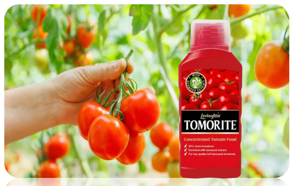 Tomato Fertiliser Feed Levington Tomorite 500ml Grow More Tomato Fast Acting