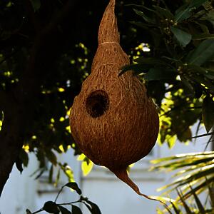 Coir Products Large Birds Nest | Eco Friendly | 1 x Large Natural Birds Nest