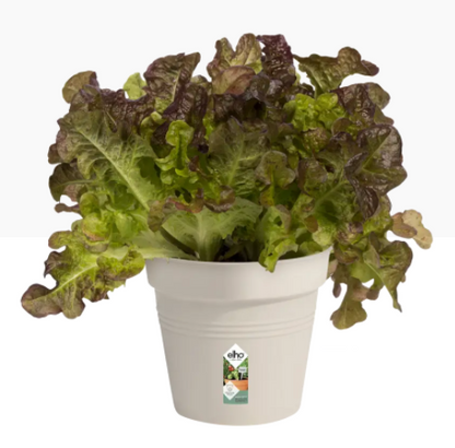 Elho Green Basics Growpot , Cotton White 19cm