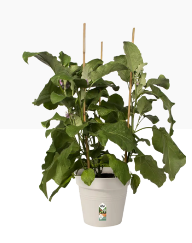 Elho Green Basics Growpot , Cotton White 19cm