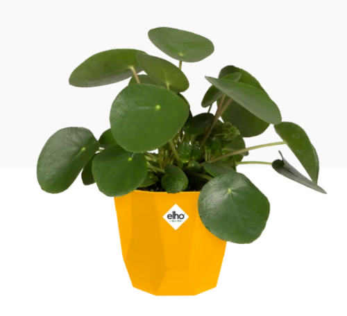 Elho b.For Rock Contemporary, Stylish & Modern Plant Pots 18cm OCHRE