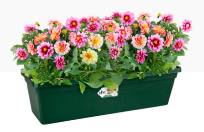 Elho Greens Basics Trough Large 60cm LEAF GREEN - UK BUSINESS SUPPLIES