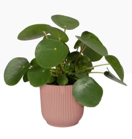 Elho Vibes Fold Display Pot 14cm DELICATE PINK