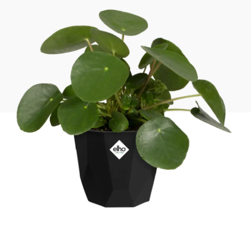 Elho b.For Rock Contemporary Plant Pots 14cm LIVING BLACK