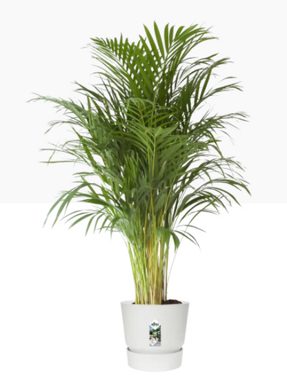 Elho Greenville Round Pot & Base WHITE 40cm