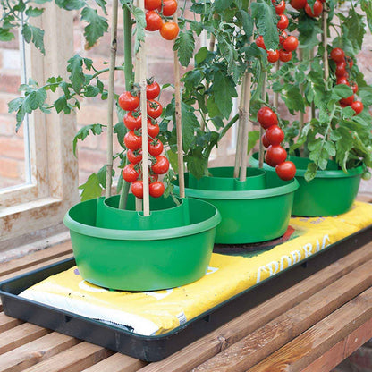 Hygeia Power Grow Concentrated Tomato Food 1 L