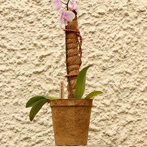 Moss Pole | Coir Grow Pole 100 Cm | Plant Support