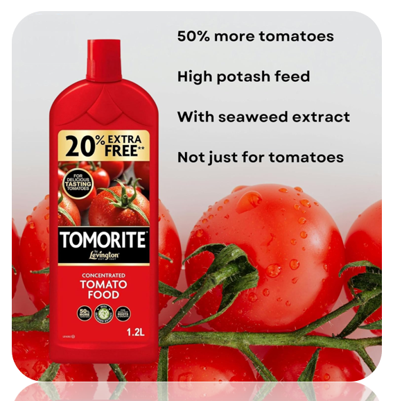 Levington Tomorite Concentrated Tomato Food 1 Litre + 20%