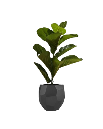 Fixtures Artificial Green Ficus Iyrata Tree 50cm