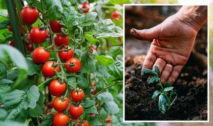 Hygeia Power Grow Concentrated Tomato Food 1 L