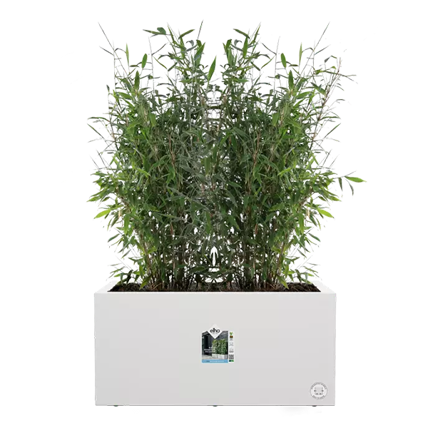 Elho Vivo Next White Long Planter 60cm