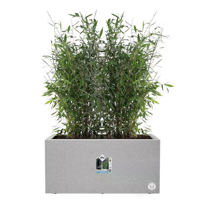 Elho Vivo Next Living Concrete Long Planter 60cm