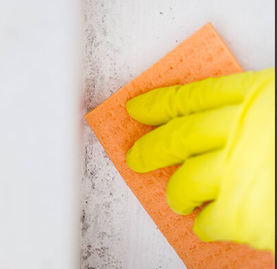 Janit-X Professional Black Mould & Mildew Spray 750ml - UK BUSINESS SUPPLIES