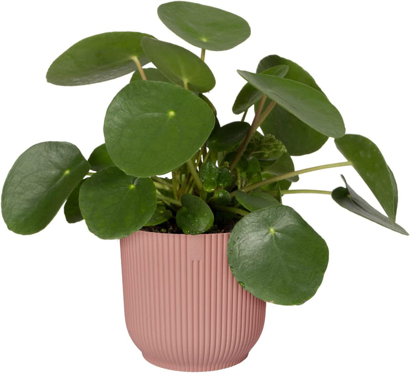 Elho Vibes Fold Display Pot 14cm DELICATE PINK