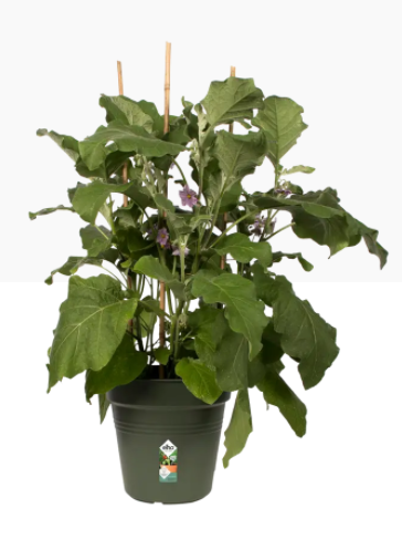 Elho Green Basics Grow Pot 19cm LEAF GREEN