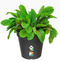 Elho Green Basics Grow Pot 13cm LIVING BLACK {3-Pack}