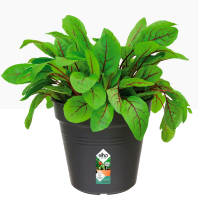 Elho Green Basics Grow Pot 13cm LIVING BLACK {3-Pack}