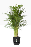 GARDEN & PET SUPPLIES - Elho Greenville Round Pot & Base LIVING BLACK 40cm