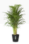 GARDEN & PET SUPPLIES - Elho Greenville Round Pot & Base LIVING BLACK 40cm