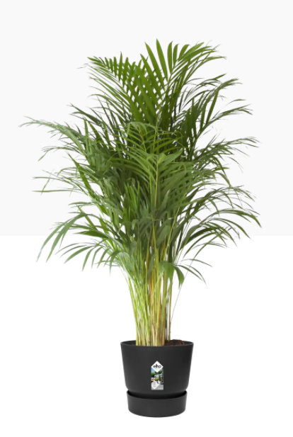 GARDEN & PET SUPPLIES - Elho Greenville Round Pot & Base LIVING BLACK 40cm