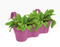 GARDEN & PET SUPPLIES - Elho Corsica Easy Hanger Trio Vivid Violet Planter {100% Recyclable}