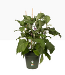 Elho Green Basics Grow Pot 13cm LIVING BLACK {3-Pack}