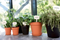 Elho Green Basics Grow Pot 13cm TERRACOTTA {3-Pack}