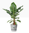 GARDEN & PET SUPPLIES - Elho Greenville Round Pot & Base LIVING CONCRETE 25cm